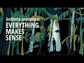 Everything makes sense - Scriberia explainer animations