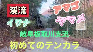 渓流　テンカラ　フライフィッシング　アマゴ　イワナ　ヤマメ　熊　熊に注意　天然　板取川　支流