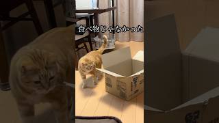 食べ物じゃなかった 猫 cat アメショ うめ