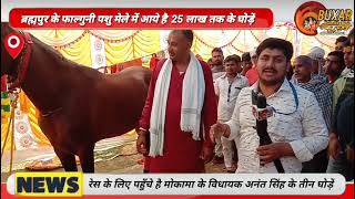 ब्रह्मपुर के पशु मेले में पहुँचे है 25 लाख के सिंध नस्ल के कई कीमती घोड़ें,देखने वालों का लगा जमावड़ा