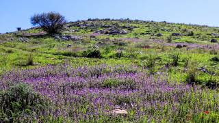 מרווה דגולה מרבדים סגולים ומרשימים  🌸  Salvia viridis