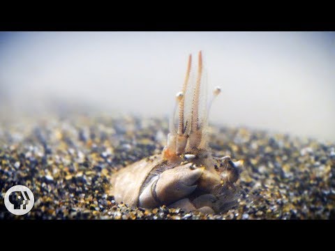 Can mole crabs hurt you?