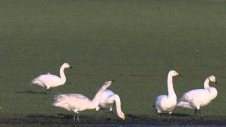 Bewick's Swan With Whoopers