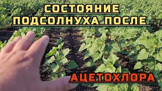 🌻Состояние 🌻подсолнуха🌻 после гербицидного стресса.