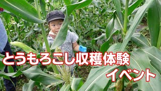 とうもろこし収穫体験イベント20/7/5#1015