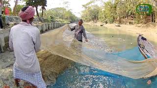 কাচকি মাছ কিভাবে ধরা হয় জানেন? How Ganges River-sprat is harvested