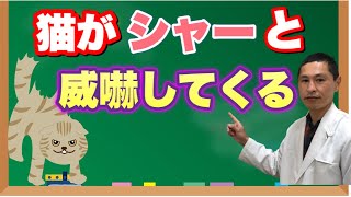 猫が「シャー」と威嚇する問題と対策