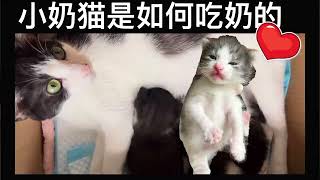 小奶猫是如何吃奶的｜猫妈妈辛苦哺乳｜2周大的小猫