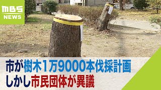 市が樹木1万9000本伐採計画…しかし「切る必要ない木が含まれている」市民団体が異議（2023年12月7日）