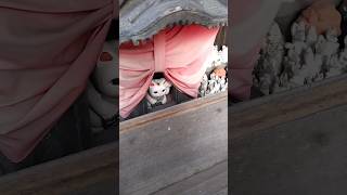 少林神社 猫塚古墳