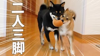 実力が均衡した柴犬たちがボール遊びをした結果がこちらｗ