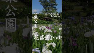 【岡崎注目イベント】東公園で「花菖蒲まつり」が開催！幻想的なライトアップもあり！