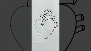 how to draw human heart diagram #shorts #viral #fyp