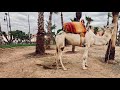 A Day Walk in Marrakech 🇲🇦 Morocco's Markets, Food  | Morocco Adventures | 4K HDR