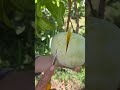 cutting ripe mangoes from the tree is fun fruitcutting fruit