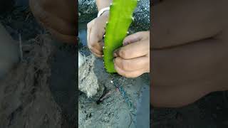 Dragon plant #propagation #dragonfruitplant #planting #dragon #garden #trending #shorts #viralvideo