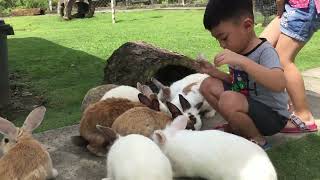 Harus Dilawati Di Kundasang: Rabbit Farm