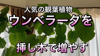 【ガーデニング】ウンベラータを挿し木で増やす