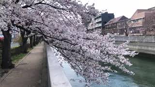 【日本の桜】江東区深川 清澄庭園近くの仙台堀川 木更木橋～亀久橋 門前仲町 清澄白河 Cherry Blossoms in Tokyo(hanami)花見 日本櫻花 JAPAN 2020.03.27