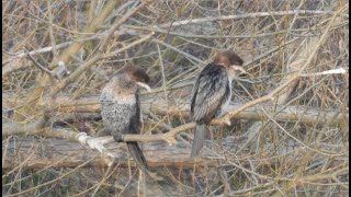 Kormorany małe 🐦Lesser cormorants