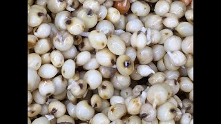 Making Fresh Sorghum Jowar Jonna Sprouts using a Colander