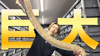 【Extraordinary Size】The Enormous Body of a Grown Ball Python