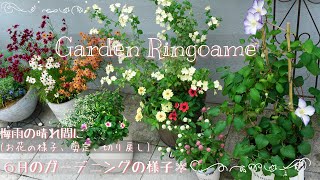 【ガーデニング】6月末のお花の様子🌼ラグランジアブライダルシャワーの剪定✄ペチュニア切り戻し＆植え付け【梅雨】