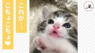 あわわわわ・・・！ 飼い主さんのこちょこちょに放心状態の子猫ちゃん♡【PECOTV】