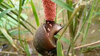 Golden apple snail laying eggs \