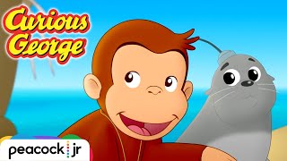 Rescue on Seal Island! | CURIOUS GEORGE CAPE AHOY