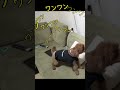 【節分】ムギくんは番犬になれるのか？！ トイプードル shorts 節分 toypoodle