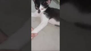 CHOTI BILLI MOTI BILLI