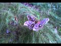 Cecropia Moths in Shane's back yard.