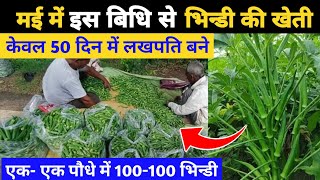 Bhindi ki kheti | मई में भिन्डी की खेती की सम्पूर्ण जानकारी | okra farming | ladyfingar cultivation