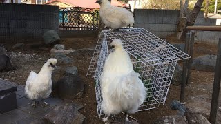 カモミールの苗を狙うおてんば妹烏骨鶏のいたずら Silky fowl chicks are so mischievous to aim at camomile 2022/04/12