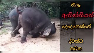 හීලෑ ඇතින්නියන් දෙදෙනෙක් කරපු අමර යුද්ධය.ඇත්ගොව්වන් කොහෙද නෑ 😱😱 #manike #suddi #elephant #seetha