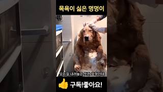 목욕이 너무 싫은 멍멍이! #웃긴영상 #이야기 #story #funny #쇼츠 #재미 #shortvideo #reels #동영상 #dog