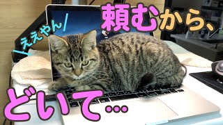 【神回】かまって欲しくて仕事の邪魔をしてくる子猫がかわいい【テレワーク】