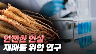 [핫클립] 최고의 인삼을 재배하기 위한 연구 / YTN 사이언스