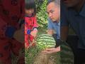 Harvesting Watermelon at the Backyard #plants #fruit #watermelone #garden #grow #farming #shorts