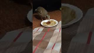 Partridge (Chakor) eating shami kabab