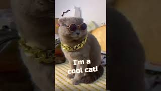 Fat rich cat puts on sunglasses and gold chain #shorts