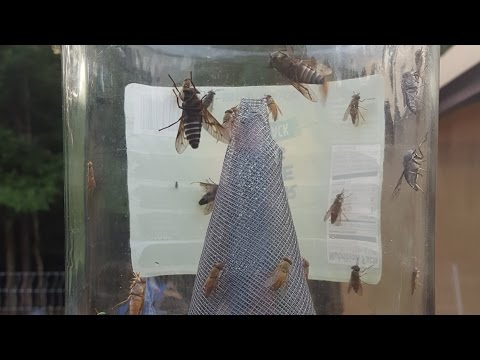 Horse Flies: How to Get Rid of Flies - No Chemicals, No Electricity Horse Flies: How to Get Rid of Flies - No Chemicals, No Electricity