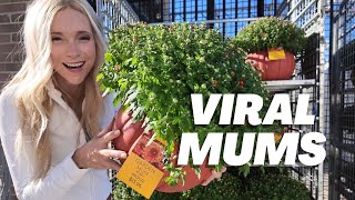 Viral Fall Mums: tips and care! Annual or Perennial, mum hedge