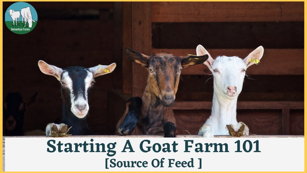 How To Start A Goat Farm - Source Of Feed - YouTube