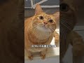 跟猫咪一起合唱《我期待的不是雪》 catvideo tiktok catsoftiktok cat perte curiosity yun 猫咪 萌宠出道计划 上热门要流量