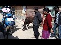 लकडाउनको समयमा सडक पशुहरुको भोक मेट्दै पजिटिभ लभर्स ग्रुप feeding stray animals during lockdown