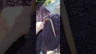 Chloe with a brown snake Southern Illinois Shawnee National Forest #wildlifewednesday #wildlifewins