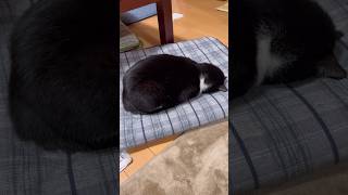 土下座風にゴメン寝する猫　#cat #cats #猫