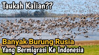 🔴 Burung Rusia yang BerMigrasi Ke Indonesia | Jarang di Ketahui. !!